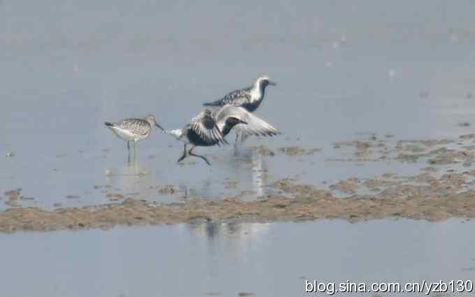 北戴河迁徙鸟鈥斺敾野啕a（组图）