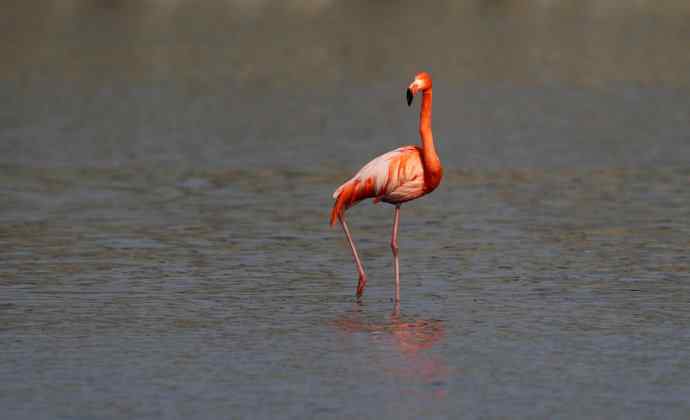 远方的神秘来客---野生火烈鸟