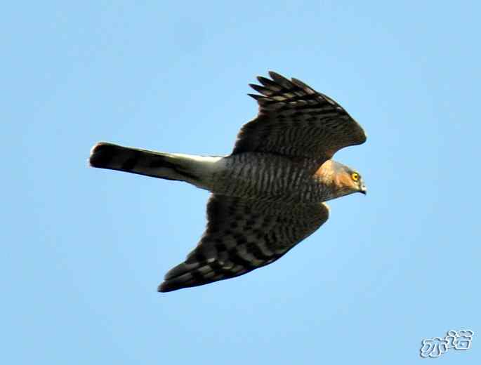 北京西山&nbsp;wbr路&nbsp;wbr雀鹰