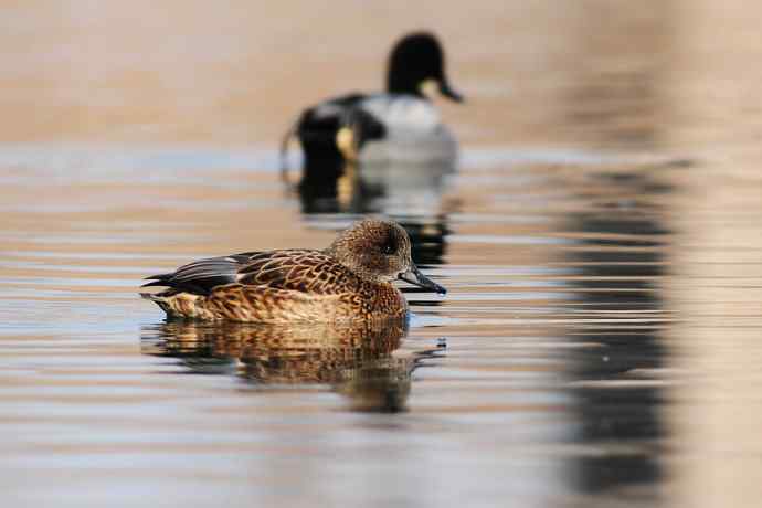 唐罗鸭 wbr八百里加急★ 唐罗鸭 wbr八百里加急★