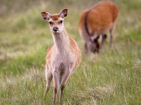 麒麟：传说的兽原型探秘（梅花鹿）