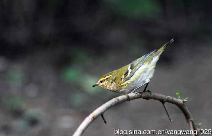 黄眉柳莺（21）