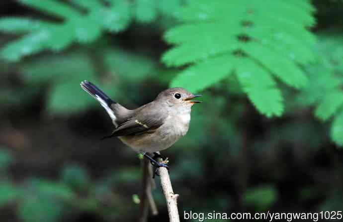 与您交流、沟通的红喉姬鹟 与您交流、沟通的红喉姬鹟