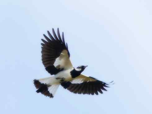 雀鸟也彪悍：角斗士（鹊鹨）