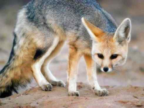 动物世界：山寨还是原创之十五