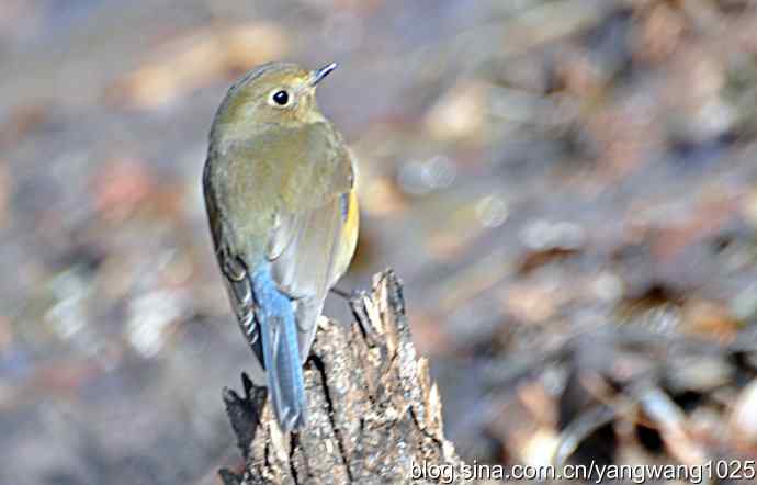 北京植物园的鸟类——红肋蓝尾鸲 3