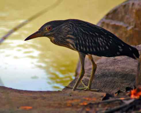 拍摄鹭鸟小结（组图，10张）