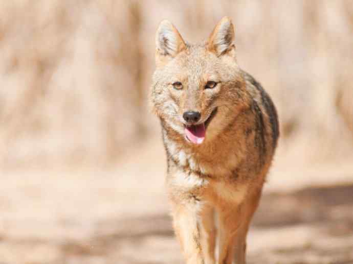 犬科:犬亚科犬属之金豺、黑背豺(胡狼类) 犬科:犬亚科犬属之金豺、黑背豺(胡狼类)