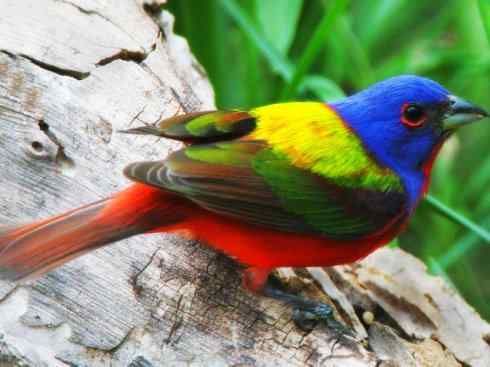 美丽无罪：雀鸟之彩鹀