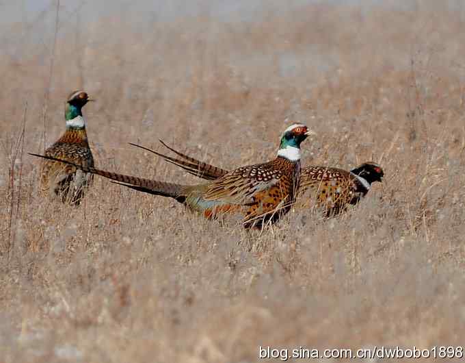邂逅雉鸡群