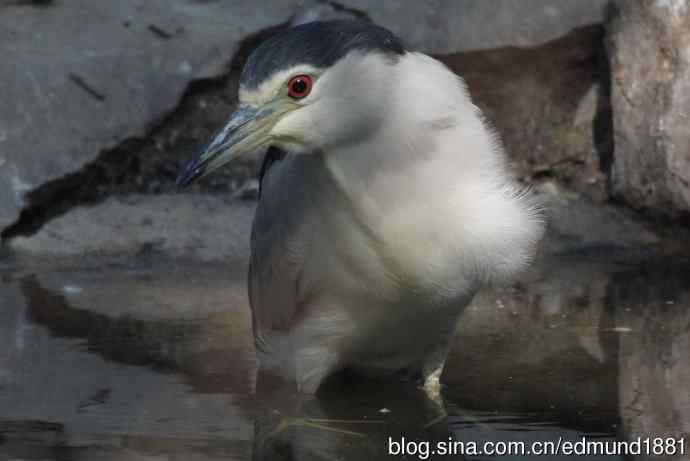 灵魂之窗 望远镜摄影Digiscoping