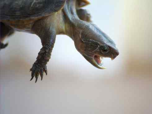 玄武:传说的兽原型探秘(平胸龟) 玄武:传说的兽原型探秘(平胸龟)