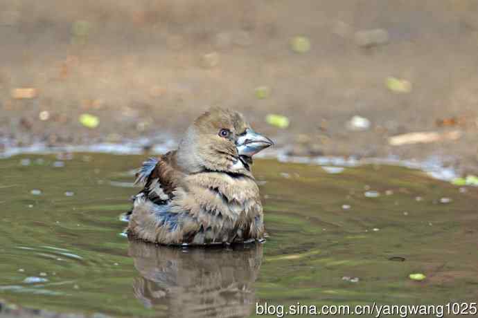 北京天坛公园的鸟类——洗浴中的锡嘴雀（2）