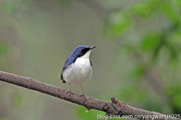 雄性蓝歌鸲（13）