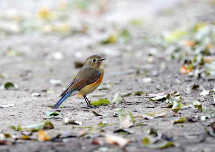 雌性红胁蓝尾鸲(7) 雌性红胁蓝尾鸲(7)