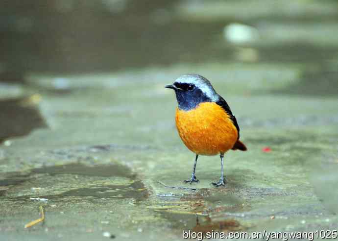 雄性北红尾鸲（5）