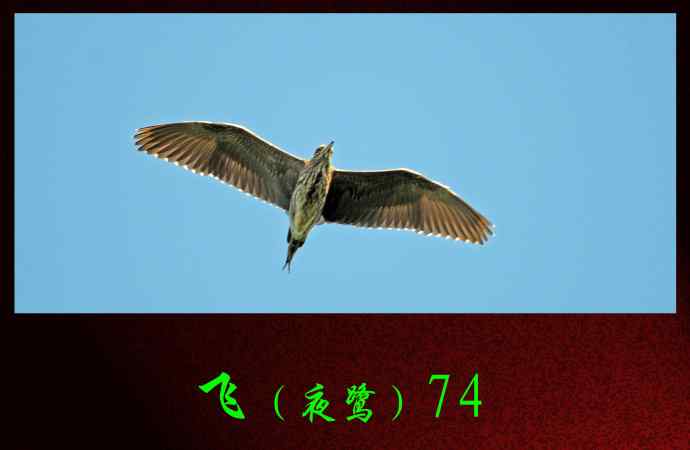 飞（夜鹭）74