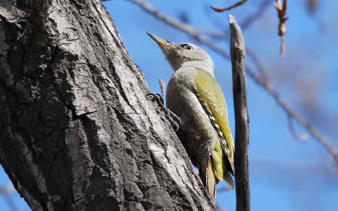 北京植物园赏鸟（十六），灰头绿啄木鸟（组图）