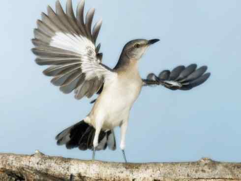 雀鸟也彪悍：别惹我（小嘲鸫）