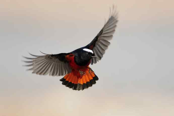 白顶亮翅 白顶亮翅