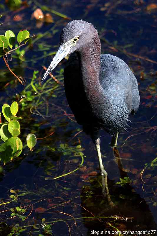 小蓝鹭（2）