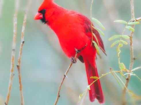 家禽驯化之源之二十一