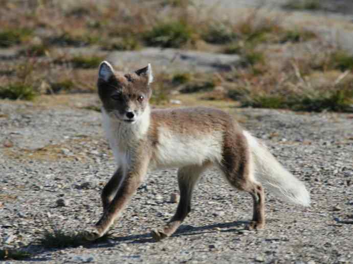 犬科：狐亚科之北极狐（雪鸮、雷鸟）
