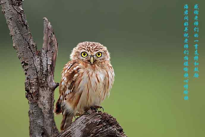游隼凶残（野鸭湖纪实）