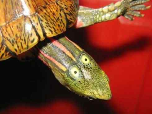 玄武：传说的兽原型探秘（潮龟）