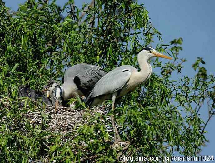 鹭家的午餐(翠湖湿地) 鹭家的午餐(翠湖湿地)
