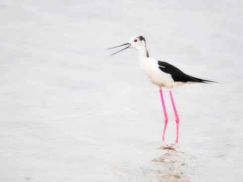 雀鸟也彪悍：与鳄共舞（埃及鸻）