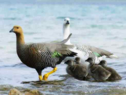 白头鸟系列:另类的美丽8 白头鸟系列:另类的美丽8