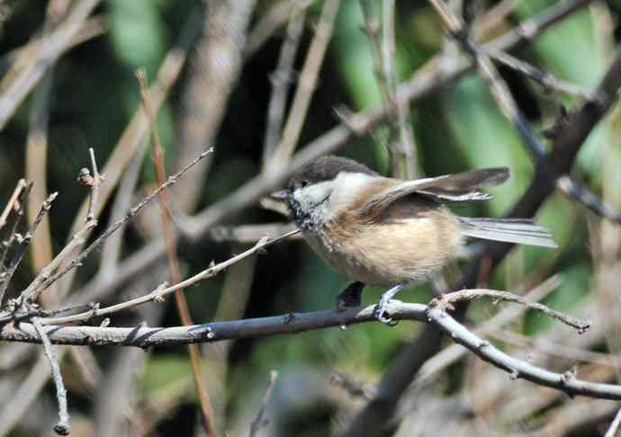 大年初一好收获（褐头山雀记录版）