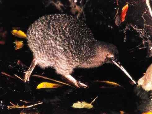 猎奇：十大奇异鸟类