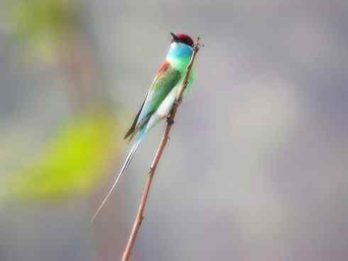 猎奇：长尾鸟雀之六