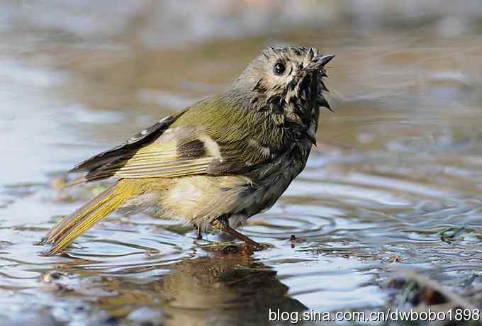 戴菊迎春 戴菊迎春