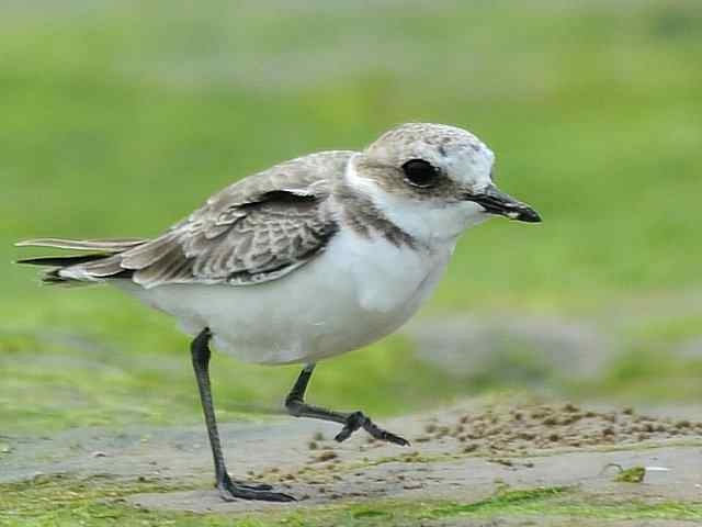 黄金海岸寻鹬 wbr赤土山桥赏鸟