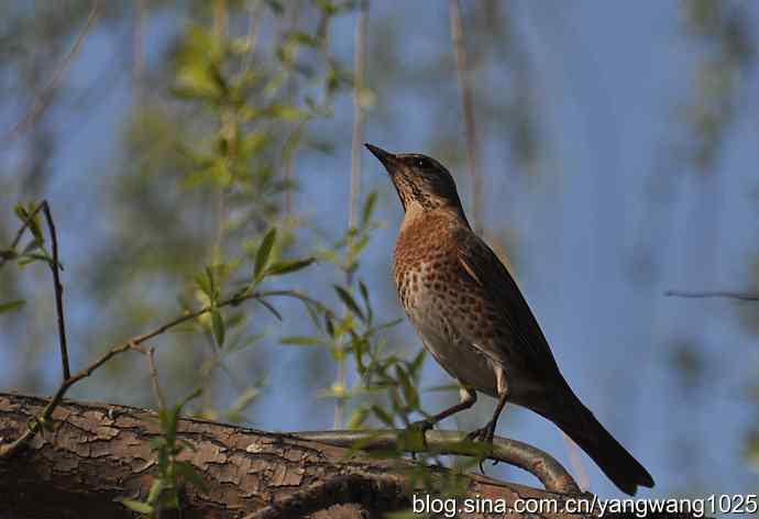 自然和谐的日坛公园（斑鸫）