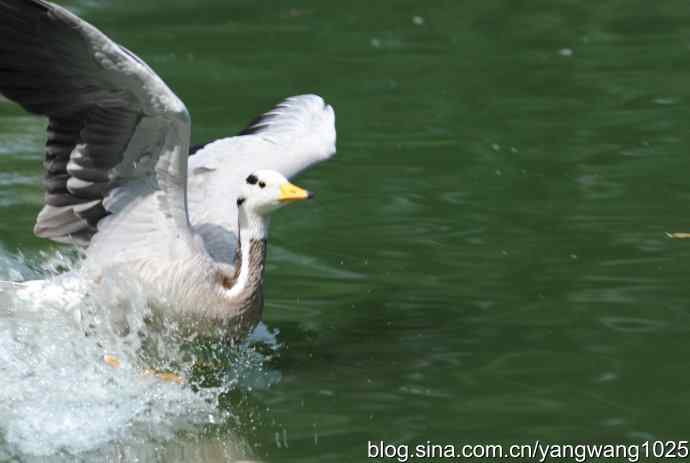 飞（斑头雁、野鸭）