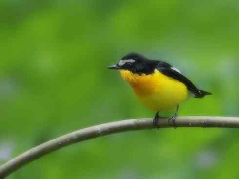 美丽无罪：雀鸟之姬鹟