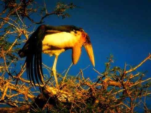 另类鸟类建筑师之一（白鹳、秃鹳）