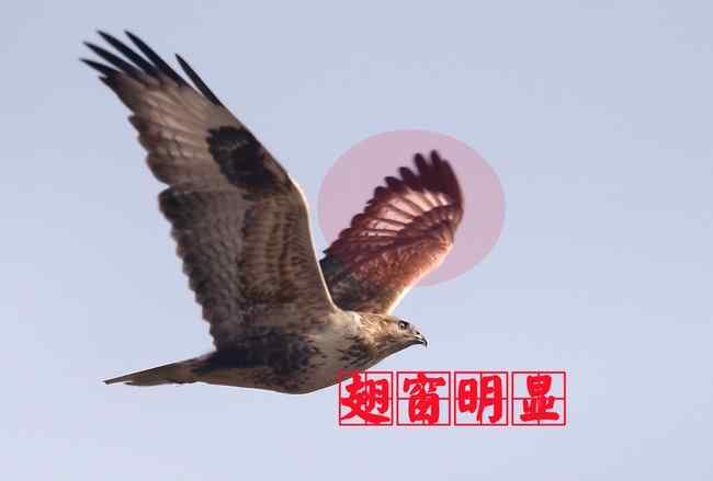 猛禽大全——中国东部地区27种迁徙类猛禽辨识