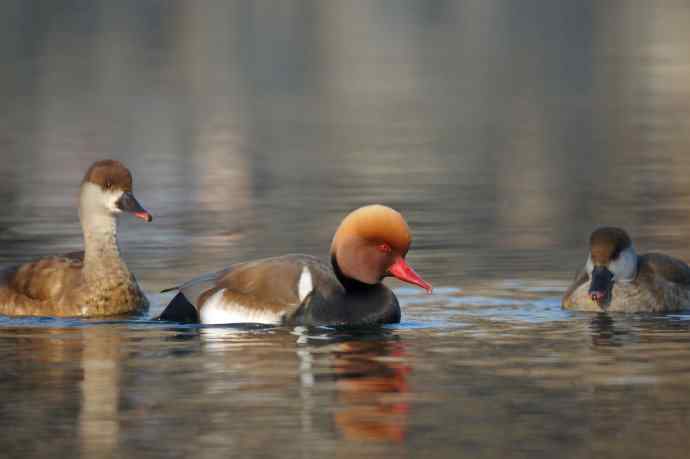 红嘴潜鸭的幸福生活