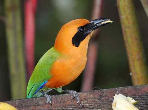 绝色攀禽：佛法僧目之翠鴗2