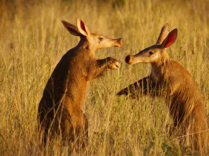 盘点十二大著名食蚁动物：土豚