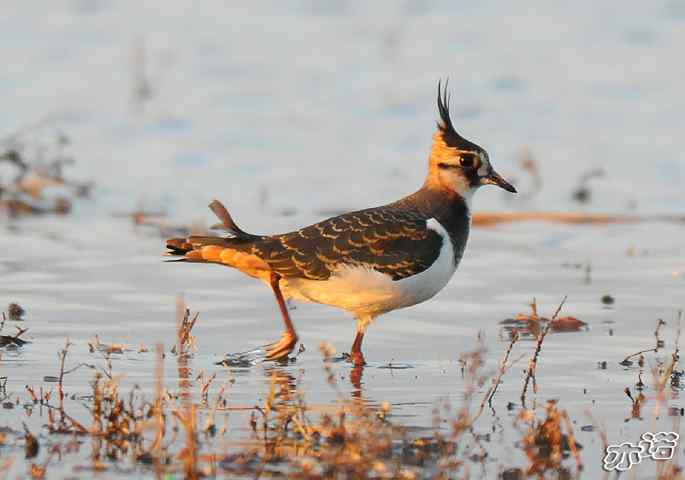 官厅水库&nbsp;wbr路&nbsp;wbr凤头麦鸡