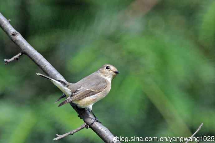 秋天的红喉姬鹟(8) 秋天的红喉姬鹟(8)
