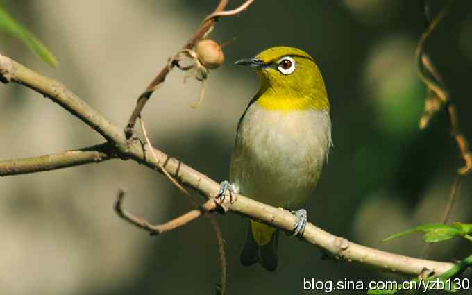 第一次遇到绣眼鸟(组图) 第一次遇到绣眼鸟(组图)
