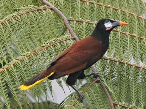 奇特的盔：拟椋鸟