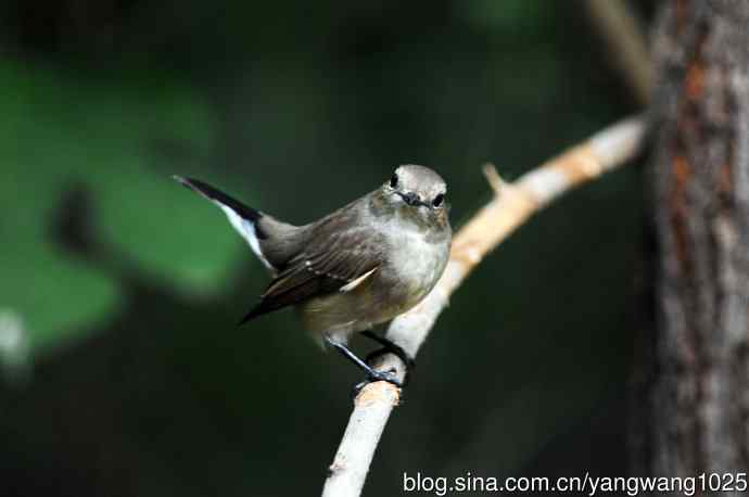 红喉姬鹟(20) 红喉姬鹟(20)